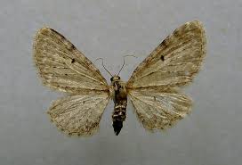 Image result for Eupithecia tripunctaria