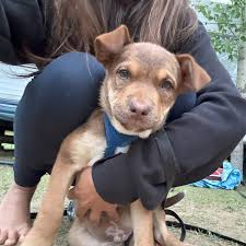 Hey there! 👋 I'm just a good little guy looking for my forever home 🏡 I'm  house trained with minimal accidents, walk well