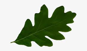 Gambar bergerak png images pngwing. Images Leaf Tex Animasi Bergerak Power Point Daun Transparent Png 638x460 Free Download On Nicepng
