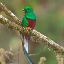 Esta es una lista de aves nacionales, la mayoría a título oficial, pero algunas no oficialmente, otras son emblemas de gobiernos territoriales. Ave El Quetzal Guatemalteco Aprende Guatemala Com