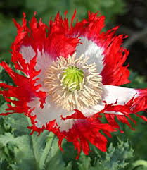 Jun 03, 2021 · in may, the tiny purple flowers would open; Papaver Danebrog Poppy Flower Seeds Flower Seeds Unusual Flowers
