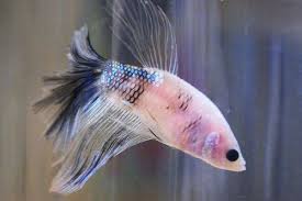 Jan 24, 2019 · gambar wallpaper keren warna hitam putih; View Jenis Ikan Cupang Avatar Vampire Pictures