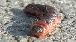 Raupe Der Weidenbohrer Cossus Cossus Youtube