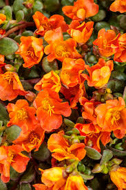 Image result for Portulaca