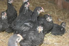 Black Australorp Chicken Egg Color The Young Australorps Have Graduated To Our Main Chicken Coop Australorp Chicken Black Australorp Rooster