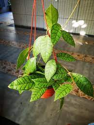 Hoya Callistophylla Short Leaves Hoya Plants Room With Plants Indoor Plants