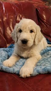 Our prices include the following: Goldendoodle Puppies Price Cheap Online