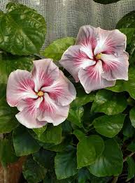 Tahitian Incredible Hibiscus Hibisco Plantas De Sol Plantas