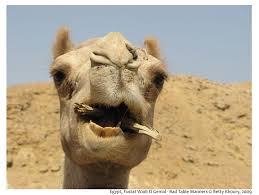 Camels had humps way before human existence. Pin On Amazing Places