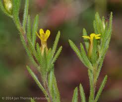 Image result for Rosenia