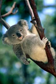 Select from premium baby koala of the highest quality. Refugio Expressions Of Nature Baby Koala Bear By Himani Cute Animals Animals Koala Bear