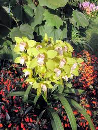 Orchid Extravaganza" at Longwood Gardens