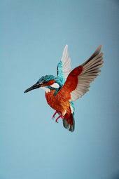 Birds For Cats To Watch Youtube Pin On Vintage Birds