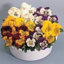 Pansies Pansies Seed Company Cat Whiskers