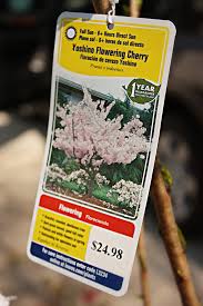 We did not find results for: Sweet Cherry Tree Bower Power