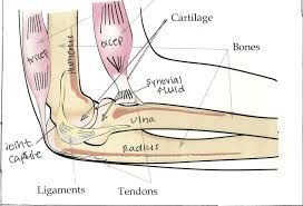 Example sentences with the word tendon. Labelled Diagram Of A Human Elbow Bone And Joint Ligaments And Tendons Human