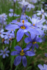 These shrubs grow rapidly and are hardy enough to survive most conditions, so they make a great addition to a new gardener's landscape. Florida Blue Eyed Grass Or If You D Like Sisyrinchium Angustifolium Florida Flowers Virtual Flowers Florida Wildflowers
