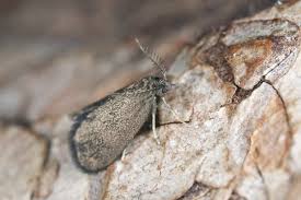 I think that i play the guitar very well. Bagworm Control And Treatment For The Yard And Garden Plants