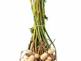 · how to grow peanuts: How To Grow Peanuts Best Peanut Growing Guide