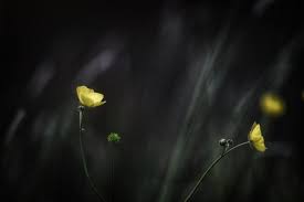 Buttercup Yellow Flowers 4k Wallpaper Flowers Pink Flowers Wallpaper Yellow Flowers