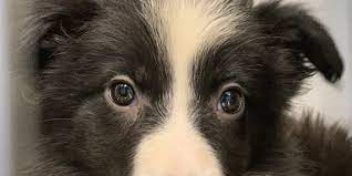 Border collie puppies border collies cute borders puppy names superhero logos cute puppies adoption road trip youtube. Pennsylvania Spca Rescues 55 Dogs Including 29 Puppies From Property In Narvon Lancaster County Pennsylvania Society For The Prevention Of Cruelty To Animals