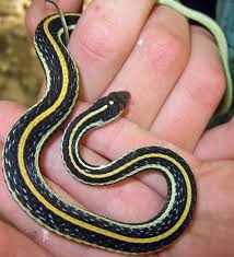 The bright color is a way for the snake to warn its enemies to stay away, as it would rather persuade its predators not to attack, than have to defend itself, expelling venom and energy. How To Identify The Snakes Of Indiana Owlcation