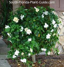 It is the gift that never fails to delight and impress. Gardenia Bush