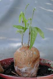 Image result for Adenia stenodactyla