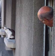 What Are You Looking At Cats Curious Cat Funny Cats