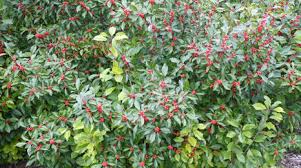 Mulching plants is both functional and decorative. Trees And Shrubs Umn Extension