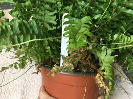 I have grown it as an indoor houseplant since moving to illinois in 1975. Hi All This Is My Boston Fern And Some Of His Leaves Seem To Be Turning Brown And Crispy At The Bottom But Only One Side Despite Him Growing He Gets Watered