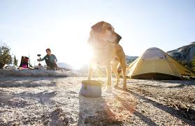 While connecticut is small, campgrounds in ct can vary a lot depending on their location. 20 Camping With Dogs Tips And Ideas Best Dog Camping Gear