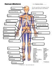Bonediagram_wkst 1 Pdf Human Skeleton Name Use The Word