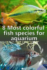 8 Most Colorful Fish Species For Aquarium Freshwater Aquarium Fish Fresh Water Fish Tank Tropical Fish Aquarium