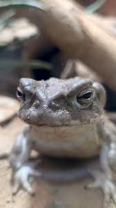 Image result for Gomphia lunzuensis