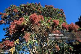 Image result for Hagenia