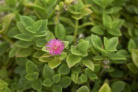 Maybe you would like to learn more about one of these? Fioriere Con Piante Grasse Decorate Con Cusci Di Frutti Di Mare Paula Narvaez Chile Exministra Narvaez Deja Chile Por Visualizza Altre Idee Su Piante Grasse Piante Giardinaggio In Piccoli Contenitori Nidji