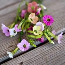 Image result for Nicotiana