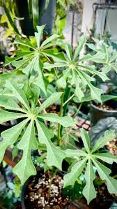 Image result for Manihot grahamii