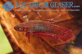 Unlike other species that we call. Betta Aquarium Glaser Gmbh