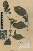 Image result for Sabicea venosa