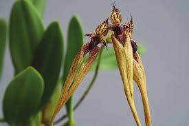 Image result for Bulbophyllum oreonastes