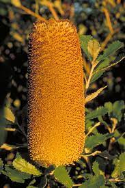Golden Stalk Banksia Banksia Media Occurs In The South Coast Of Western Australia Where Australian Flowers Australian Native Garden Australian Native Flowers