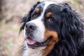 Berner sennenhund, bernese mountain dog (pl); Bernese Mountain Dog Great Pet Care