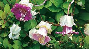 Blue climbing clematies flowers perennials, clematis, perennials Quick Growing Annual Vines Garden Gate