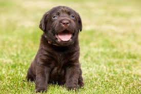 Check spelling or type a new query. Reasons Not To Get A Labrador Petskb