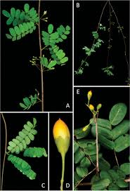 Image result for Connaraceae