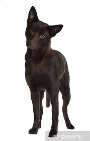 Check spelling or type a new query. Australian Kelpie Standing In Front Of White Background Sticker Pixers We Live To Change