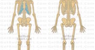 Looking for get body smart popular content, reviews and catchy facts? Get Body Smart Site Has All Kids Of Pictures From Any Angle You Can Imagine Of The Skeletal Skeletal System Anatomy Human Skeletal System Human Body Systems