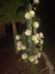 Strategic placement helps reflect the. This Night Blooming Cactus Only Blooms Once A Year And Only For A Few Days The Flowers Blooming Around 10om I Am Lucky Enough To Be House Sitting When It Bloomed